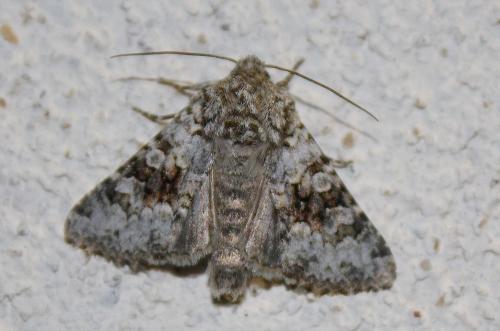 Réf. 240 460 : Hecatera bicolorata